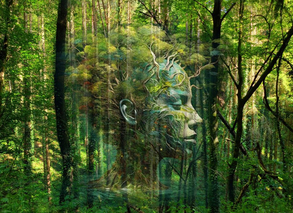 The Inner Forest Lichtprojecties